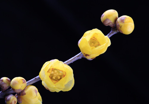 腊梅花怎么养,腊梅花养殖注意事项