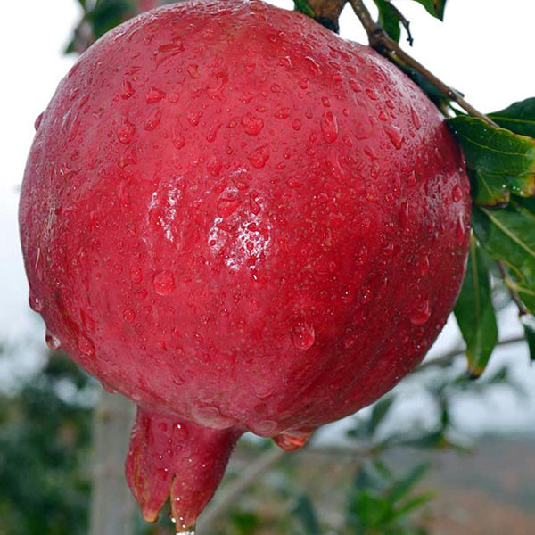 酸石榴的药用价值是什么 酸石榴泡酒好吗
