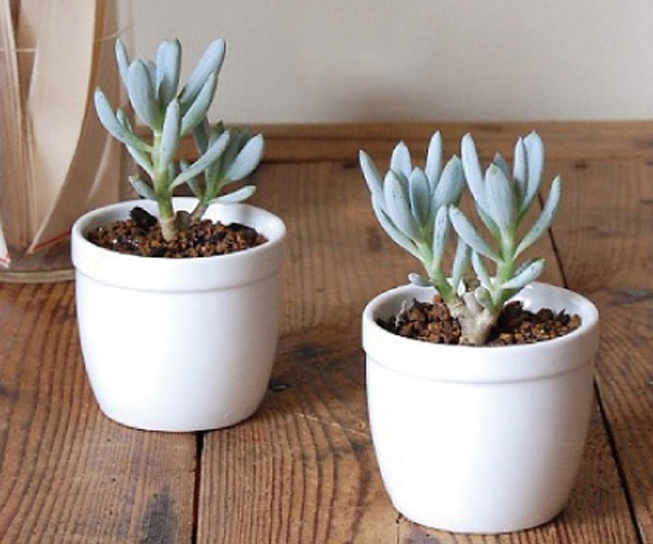 蓝松养殖有哪些技巧 基本护理少不了