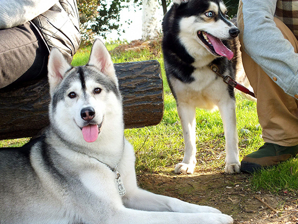 2019年办狗证免费吗 没狗证会上家里抓狗吗